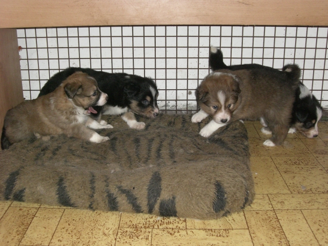 3,5 tydne 027.jpg - vrh Q - 3,5 týdne (nar. 17. 12. 2010)